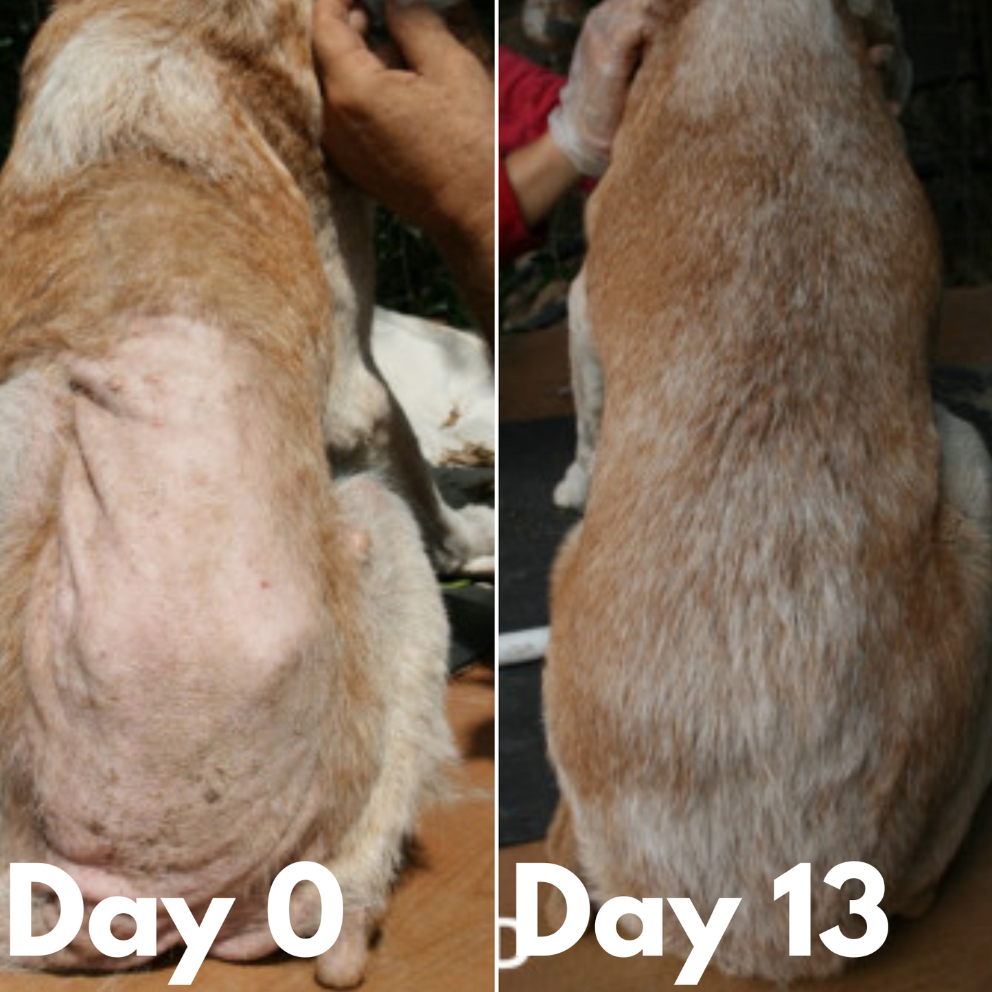 Advanced Natural Pet Flea-Tick Spray for Pets