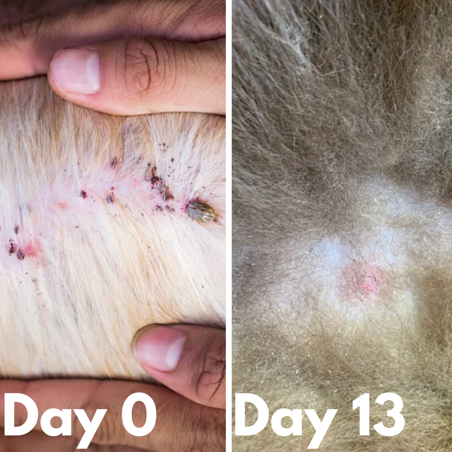 Advanced Natural Pet Flea-Tick Spray for Pets