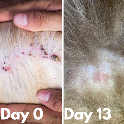 Advanced Natural Pet Flea-Tick Spray for Pets