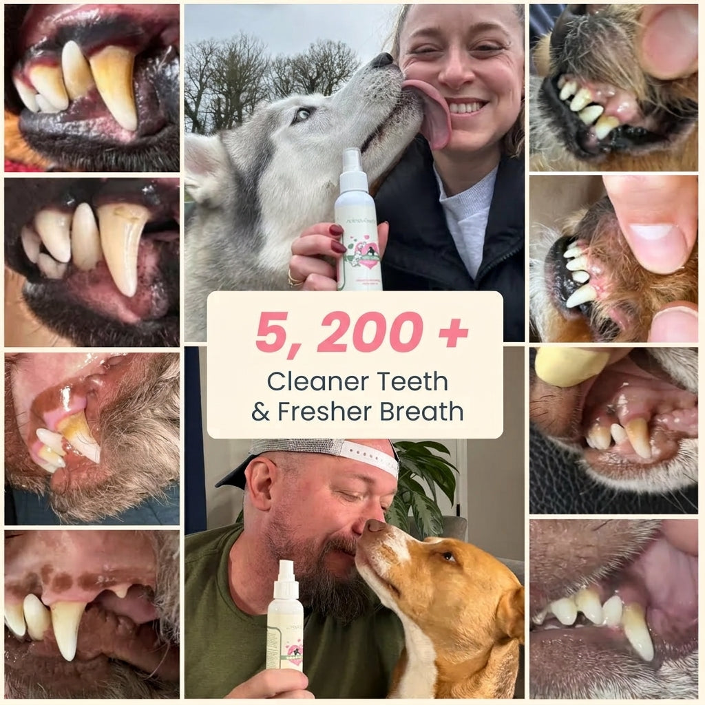 Pawmora™ Natural Dental Clean Spray for Dogs