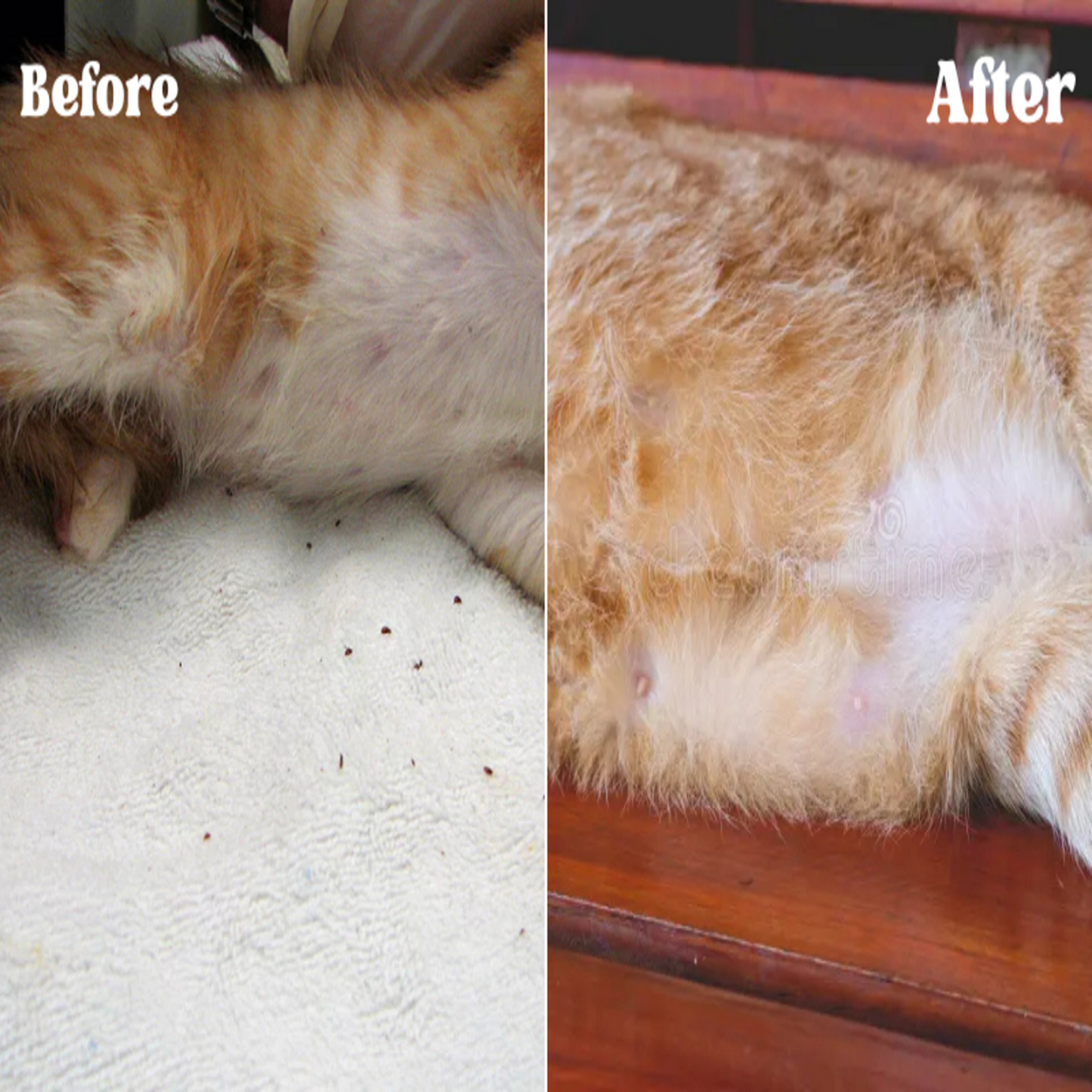 Advanced Natural Pet Flea-Tick Spray for Pets